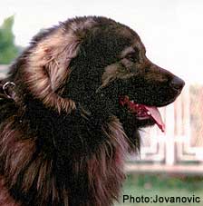 Dingo-Ben 04/90