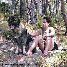 sarplaninac Decko des montagnes serbes 2,5 years