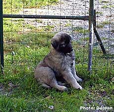 Divna 9 weeks