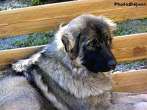 Divna 10 months