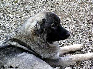 Divna 11 months