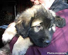 sarplaninac Dragan 2 months