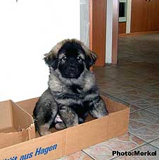sarplaninac Dragan 9 weeks