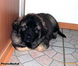 sarplaninac Dragan 9 weeks