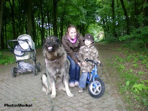 sarplaninac Dragan 3 years