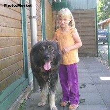sarplaninac Dragan 3,5 years