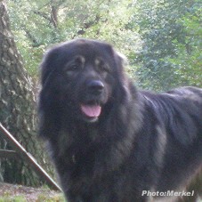 sarplaninac Dragan 4 years