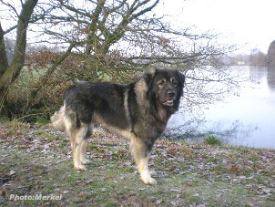 sarplaninac Dragan 4 years