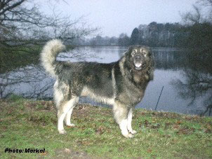 sarplaninac Dragan 4 years
