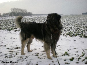 sarplaninac Dragan 4 years