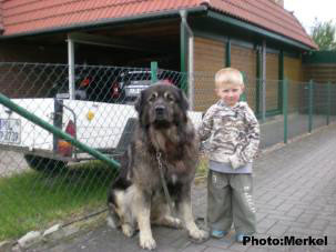 sarplaninac Dragan 4 years
