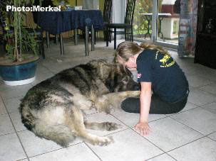 sarplaninac Dragan 4,5 years