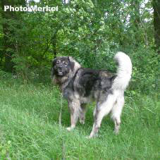 sarplaninac Dragan 4,5 years