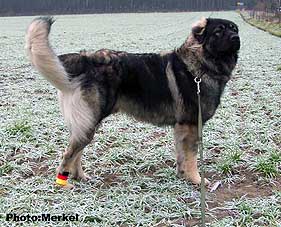 sarplaninac Dragan 13 months