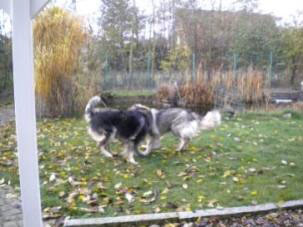 sarplaninci Dragan et Babsy