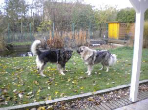 sarplaninci Dragan et Babsy