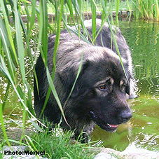 sarplaninac Dragan 19 months