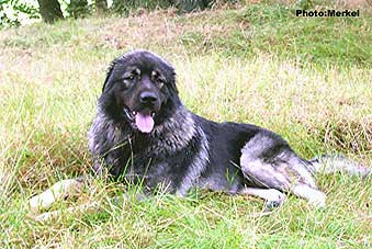 sarplaninac Dragan 20 months
