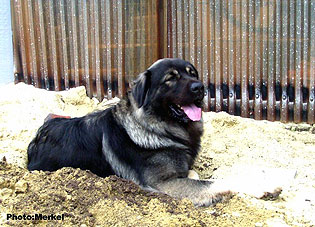 sarplaninac Dragan 23 months