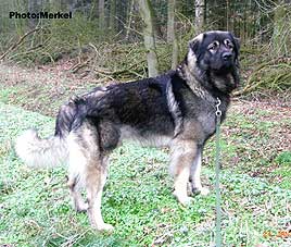 sarplaninac Dragan 2 years