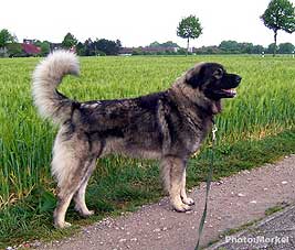 sarplaninac Dragan 29 months