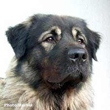 sarplaninac Dragan 2,5 years