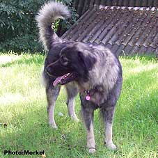 ssarplaninac Dragan 2,5 years