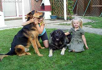 sarplaninac Dragan 2,5 years