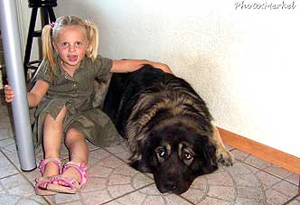 sarplaninac Dragan 2,5 years