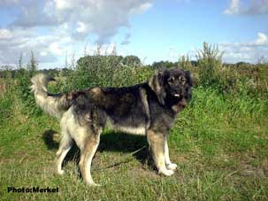 sarplaninac Dragan 33 months