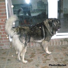 sarplaninac Dragan 3 years