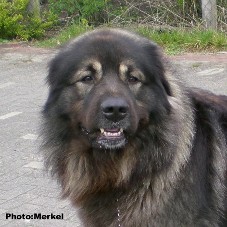 sarplaninac Dragan 3 years