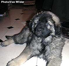 Drasko 9 weeks
