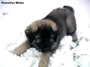 Drasko 9 weeks