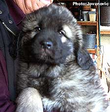 Drasko 2 months