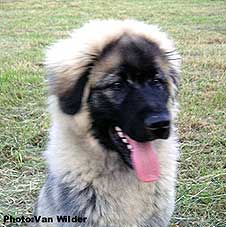 Drasko 5 months