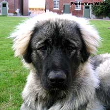 Drasko 7,5 months