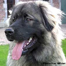 Drasko 10,5 months
