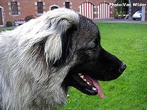 Drasko 10,5 months