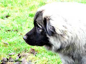 Drasko 1 year