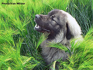 Drasko 17 months
