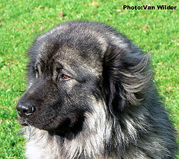 Drasko 22 months