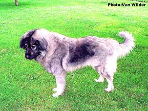 Drasko 2 years