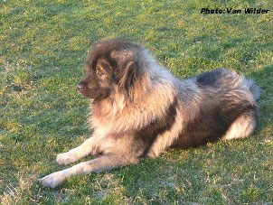 Drasko 4 years