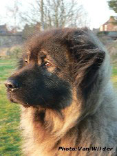 Drasko 4 years