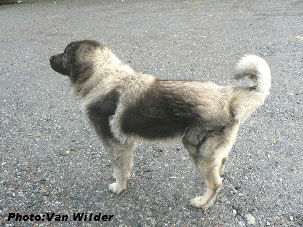 Drasko 5 years
