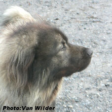 Drasko 5 years