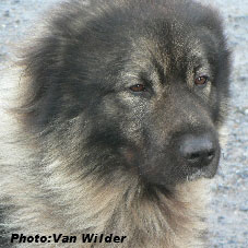 Drasko 5 years