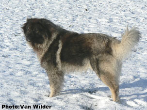 Drasko 6 years