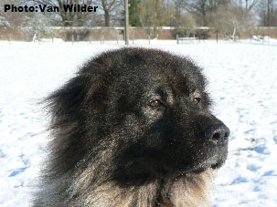 Drasko 6 years